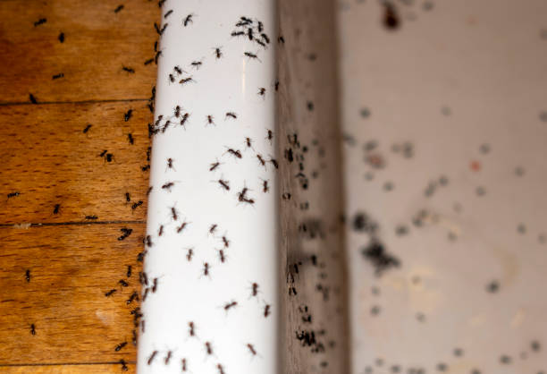 Best Pest Control Near Me  in Liberty, MO